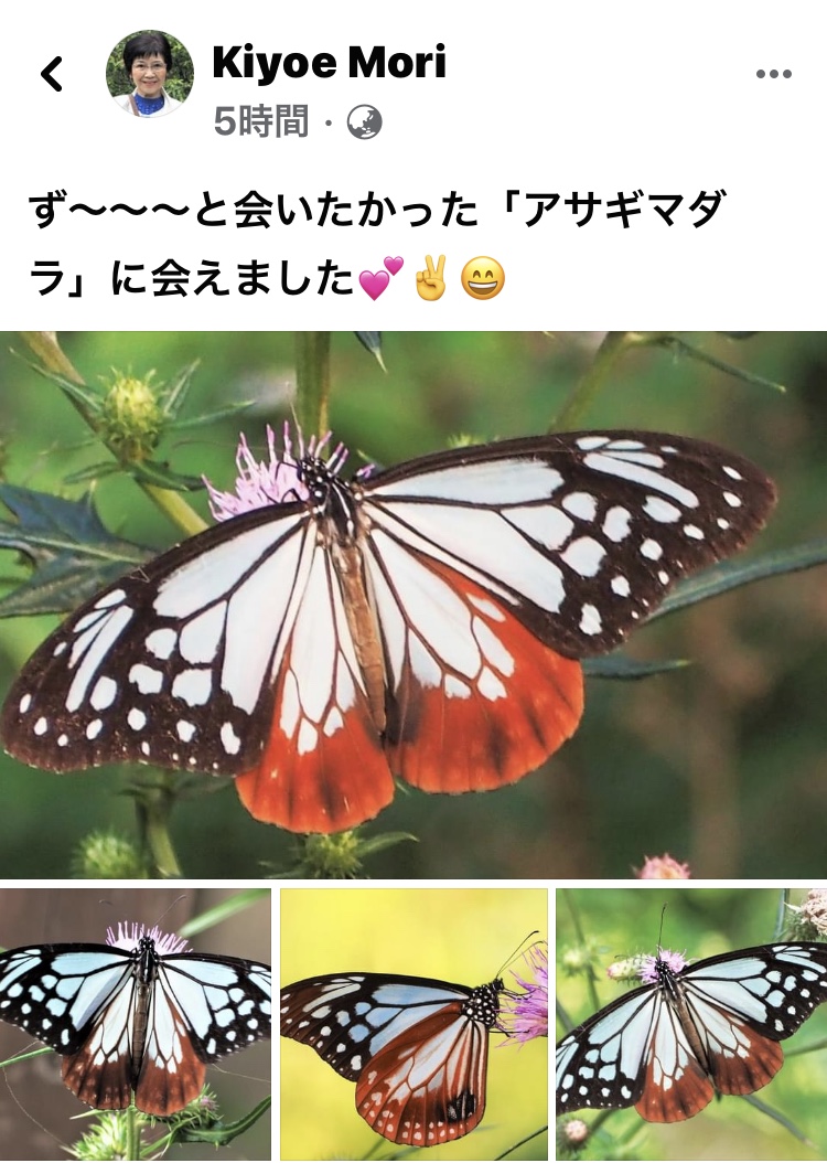 海を渡るめずらしい蝶々『アサギマダラ』が向島百花園に出没したと！びりーぶでお世話になっている森さんが朝から夜迄食事もせずにカメラで追ったドキュメント！  | 押上｜レンタルスタジオ｜びりーぶスタジオ｜ピアノサロン